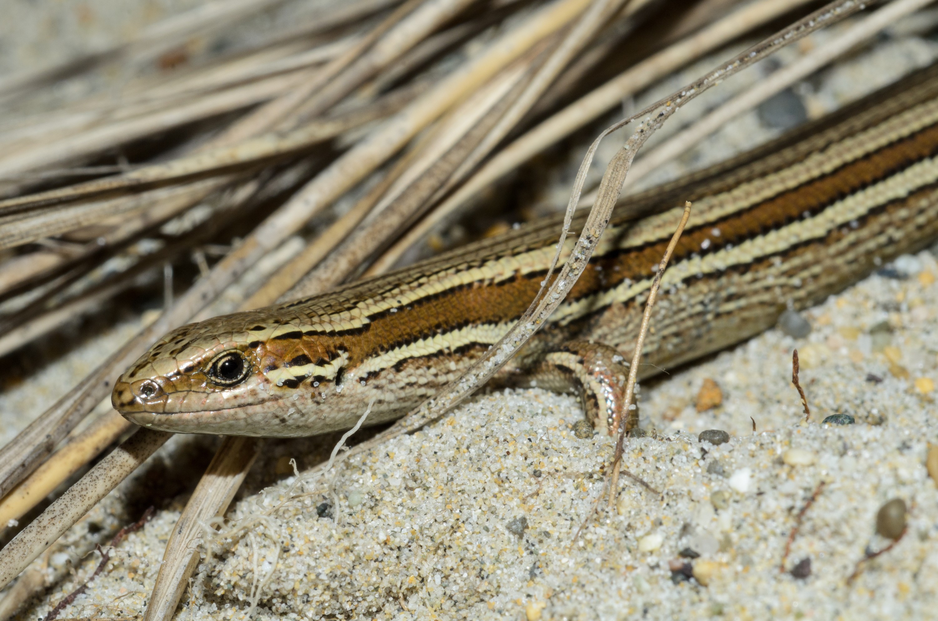 DSC_1904 – Adventure, Bay, Crispin, Island, March 2017, Mason, Mason Bay, National Park, New, New Zealand, Oligosoma polychroma, Rakiura, South, Stewart, Zealand, common skink